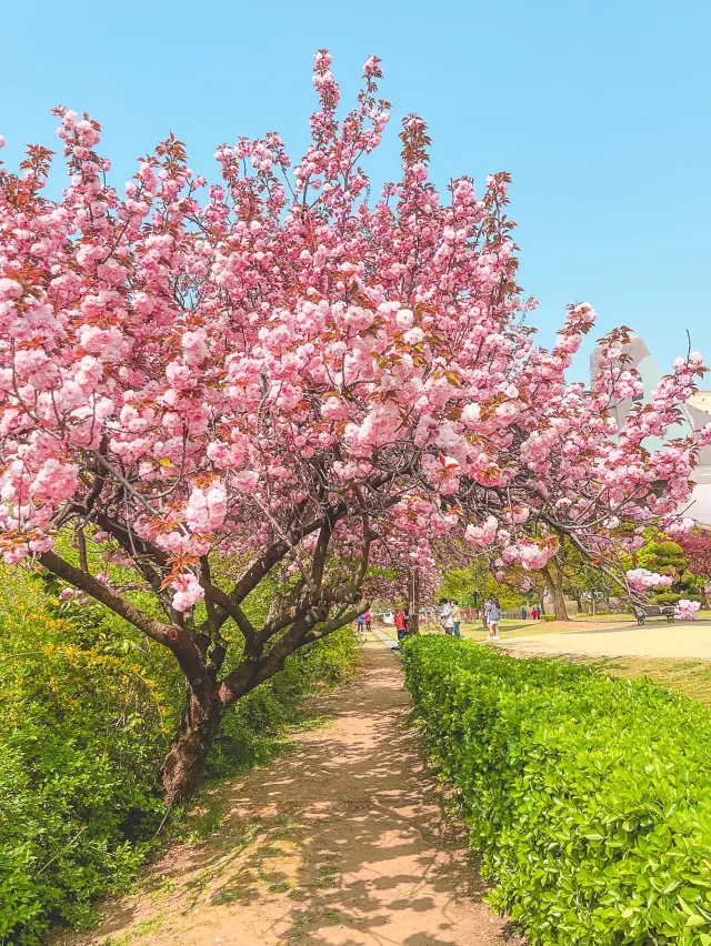 이번 서울 겹벚꽃은 바로 이곳에서🌸