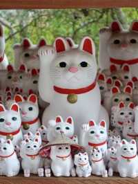 🇯🇵東京🫶🏻愛貓之人必去地方🐱❤️豪德寺📸