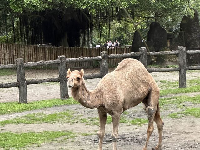 📍台灣木柵動物園 #世界前十大都市型的動物園之一