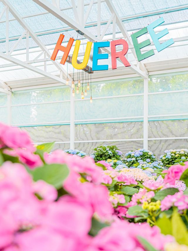 💐봄에 피어난 봄 수국축제 [제주, 휴애리 자연생활공원]💜