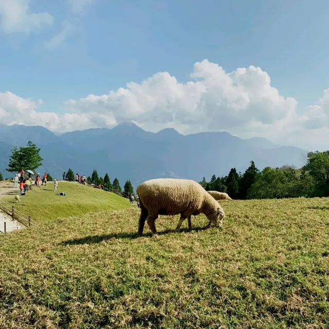 清境🪵⛰️🏡清靜