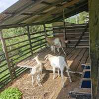 Fun Day in Borneo Happy Farm