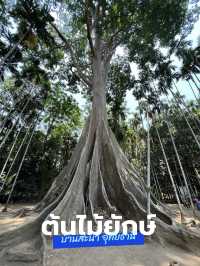ต้นไม้ยักษ์เก่าแก่ ในจังหวัดอุทัยธานี