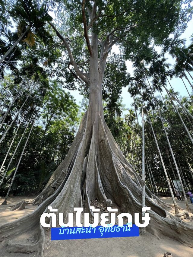 ต้นไม้ยักษ์เก่าแก่ ในจังหวัดอุทัยธานี