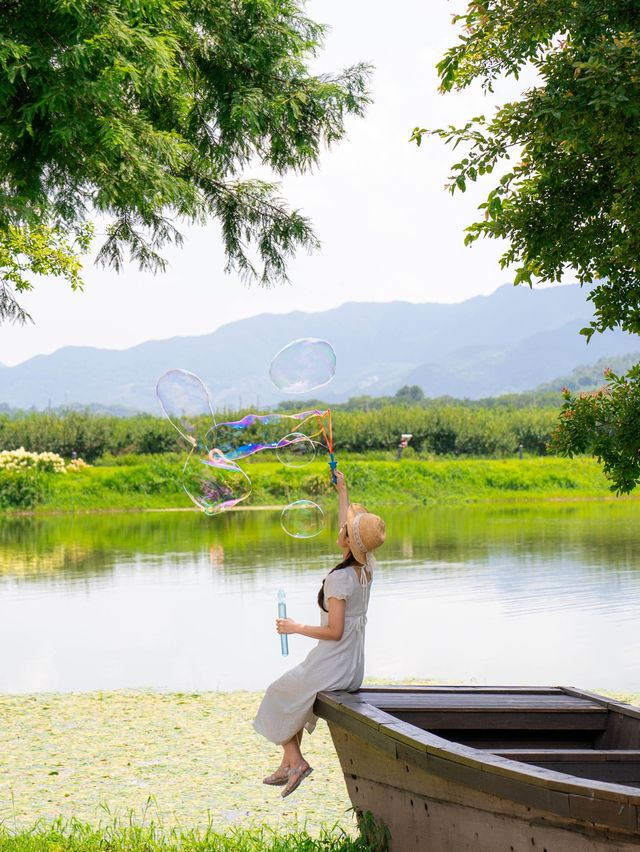 현시각 만개한 동정호 유럽수국🌿