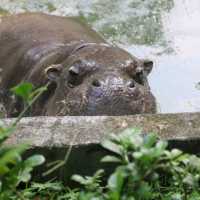 Wildlife of Saigon Zoo and Botanical Garden