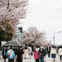 Sumida park 🌸