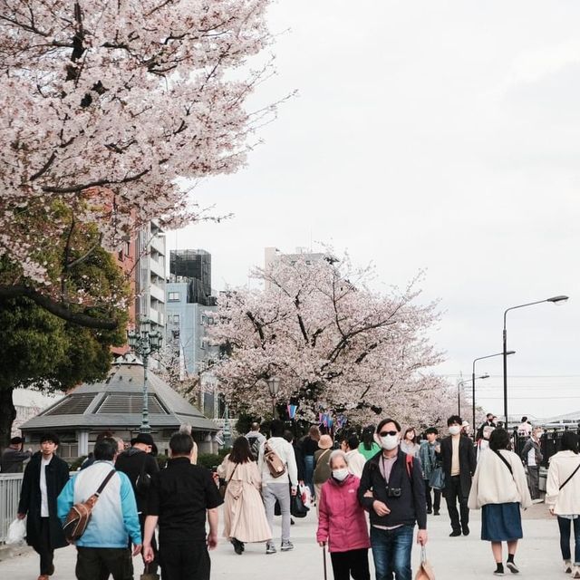 Sumida park 🌸