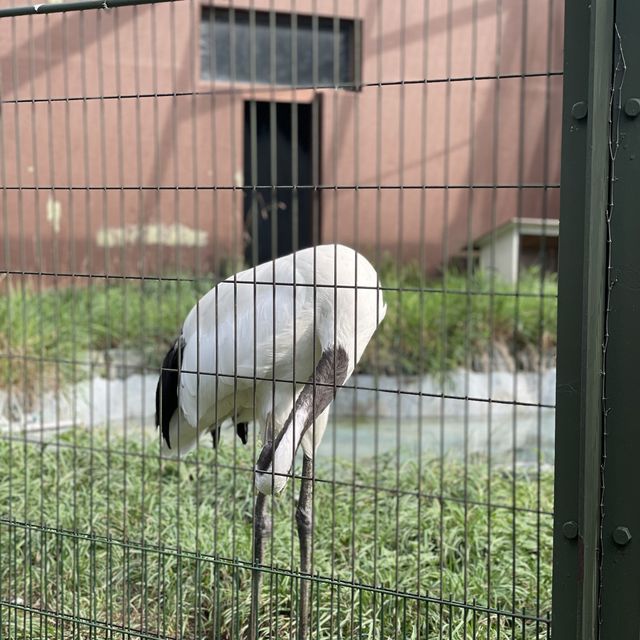 円山動物園