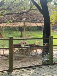 🇨🇳深圳｜親子遊x 深圳野生動物園🌟