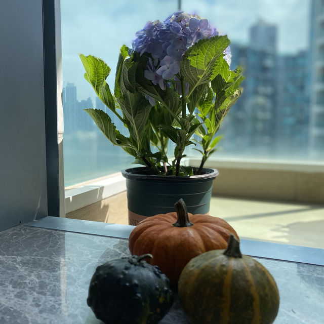 香港人都百「逛」不厭的花墟
