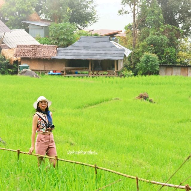 นาขั้นบันได ป่าปงเปียง ้ชียงใหม่