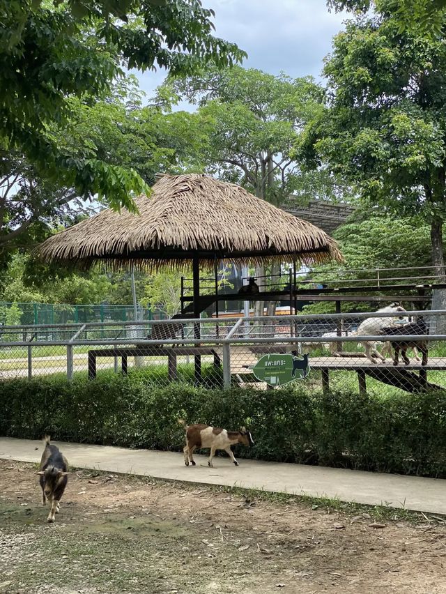 รีวิวสวนสัตว์สนามบิน📍สุโขทัย