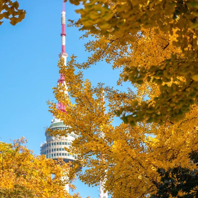 首爾地標南山塔，秋天太美了！