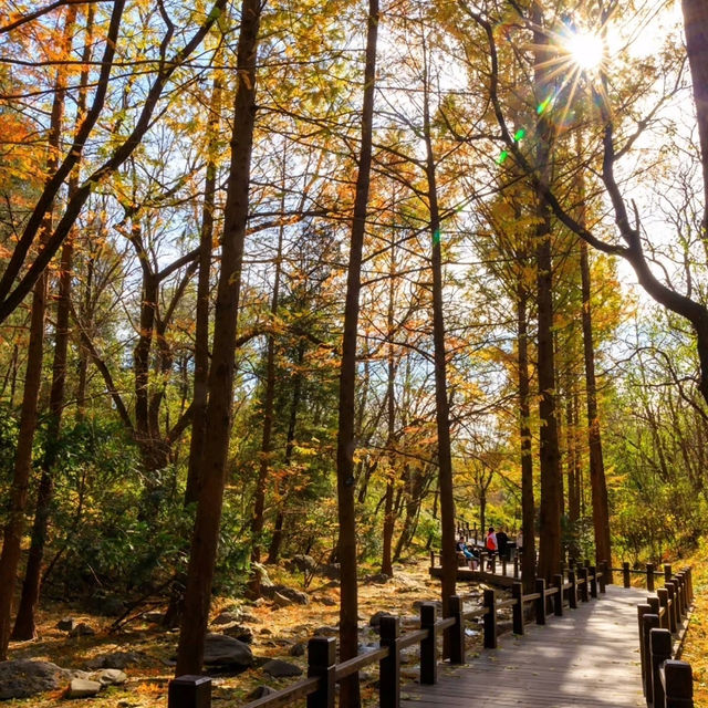 剛泉山郡立公園 ⛰️🌲自然奇觀🚶🌄