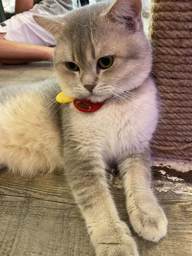 曼谷貓cafe 