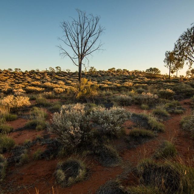 Uluru Sunrise Camel Riding Once in a Lifetime