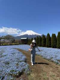 富士山とネモフィラおすすめスポット2選！