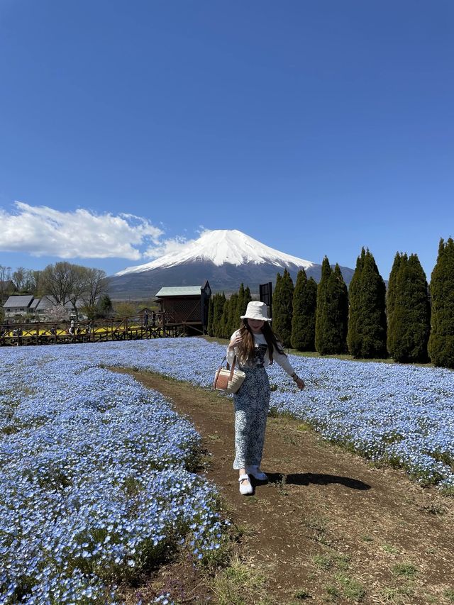 富士山とネモフィラおすすめスポット2選！