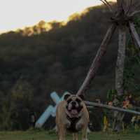 SKY 360 CAMP ลานกางเต็นท์ pet friendly 