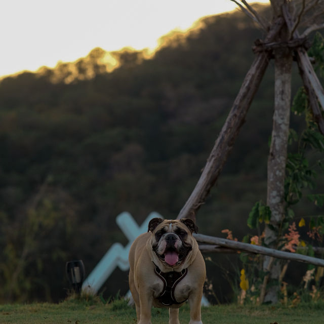 SKY 360 CAMP ลานกางเต็นท์ pet friendly 