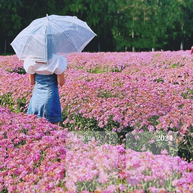 ชี้เป้าจุดถ่ายรูปฟรี!! สวนเบญจมาศชมพูกว้าง ใกล้กทม