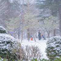 Winter dreams come alive at Nami Island