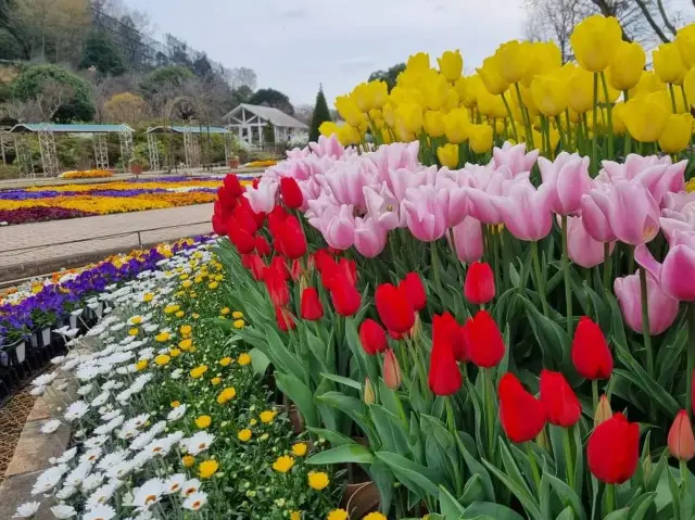 Tulips season