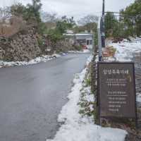 제주 겨울 숲의 진수