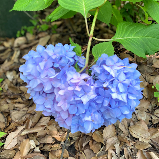 💖福岡🇯🇵💖 梅雨の風物詩あじさいの楽園☔筥崎宮あじさい苑🌈