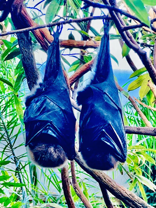 Central Park zoo