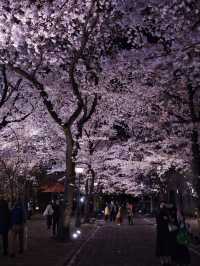 【京都×桜】京都市内無料で満喫No.1ライトアップスポット✨ ※撮影ポイントマップ付き