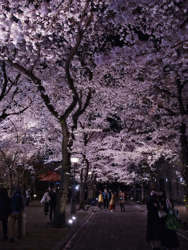 【京都×桜】京都市内無料で満喫No.1ライトアップスポット✨ ※撮影ポイントマップ付き