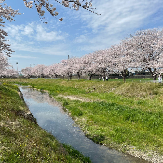 延々と続く桜並木は圧巻