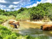 Krabi Elephant House Sanctuary