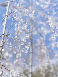 【東京都近郊】3月に行きたいお花かわかわいスポットまとめ