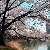 Discovering Seoul's Cherry Blossom Hotspots