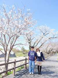 🇯🇵อัพเดต Kumamoto ซากุระบานแล้วน้า🌸
