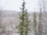 알래스카의 자작나무숲 트래킹을 경험해 보세요! ❄️페어뱅크스❄️