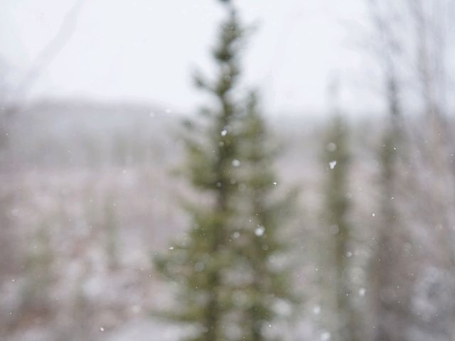 알래스카의 자작나무숲 트래킹을 경험해 보세요! ❄️페어뱅크스❄️