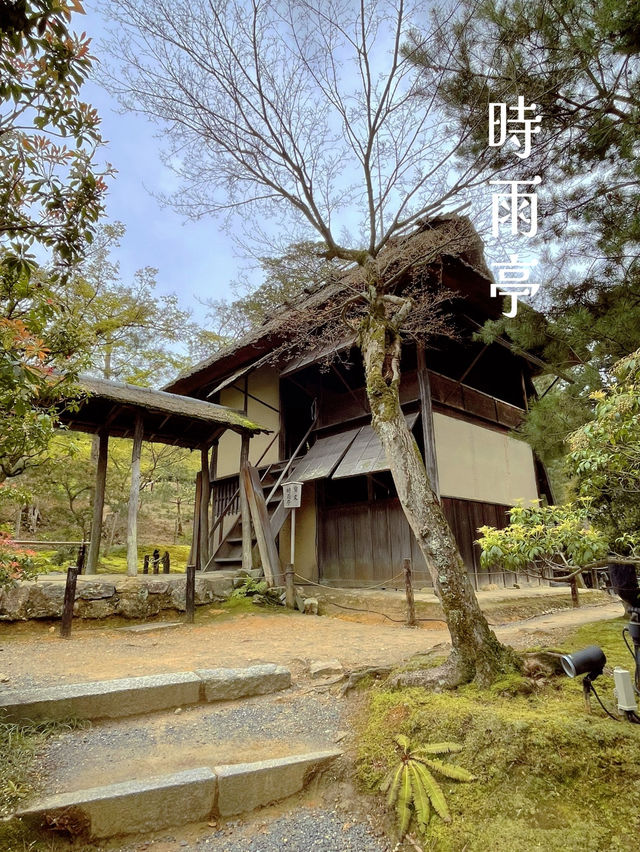 必見の雅な枝垂れ桜🌸ねねのお寺を満喫しよう🥰🌸