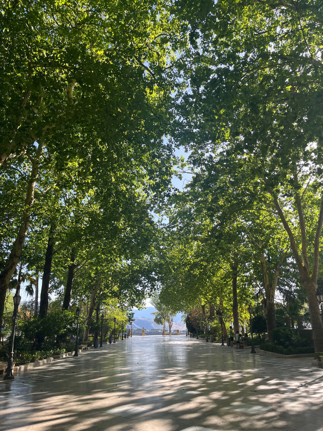 고지대에서 느끼는 봄🌲🌳🌷🌺 다양한 나무와 꽃들의 향연