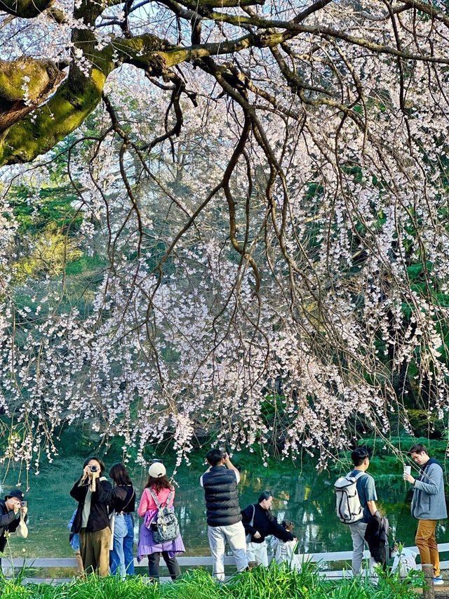 🌸Shinjuku Gyoen National Garden 