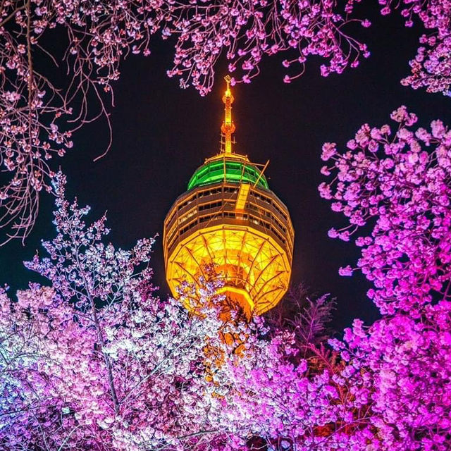 Beautiful Cherry Blossom of E-World at Night 