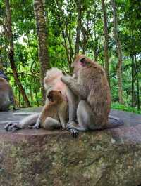 Sacred Monkey Forest Sanctuary