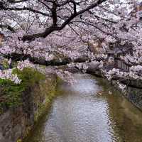 京都　祇園白川
