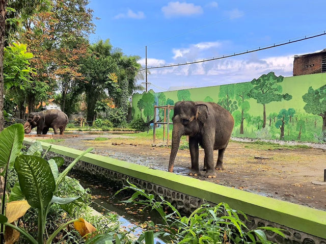 Surabaya Zoo 
