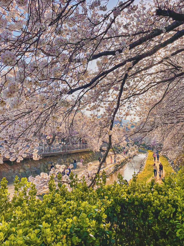 몇년째 가는 벚꽃 명소, 수선화와 벚꽃을 한 번에 즐길 수 있는 무거천