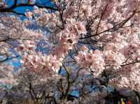 【長野】🌸高遠城址公園：春季櫻花盛開，絕美景緻不可錯過