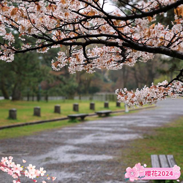 🌸【京都御苑】春日賞花，感受古城氣息🌸